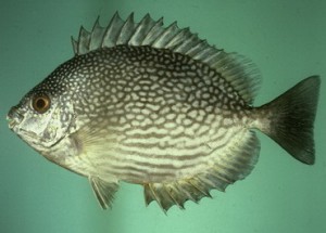 Ikan Baronang