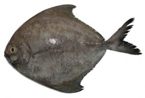 Ikan Bawal