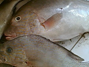 Ikan Kaci Kaci