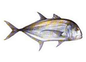 Ikan Kuwe